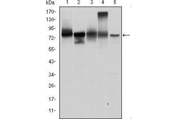 JUP antibody