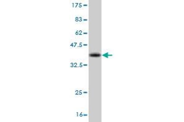 CrkL antibody  (AA 204-303)