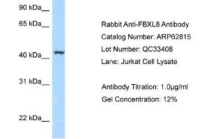 Western Blotting (WB) image for anti-F-Box and Leucine-Rich Repeat Protein 8 (FBXL8) (N-Term) antibody (ABIN2789253) (FBXL8 antibody  (N-Term))