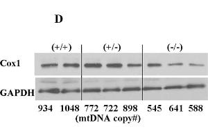 Western Blotting (WB) image for anti-Glyceraldehyde-3-Phosphate Dehydrogenase (GAPDH) antibody (ABIN2857072)