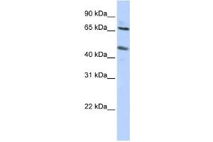 Western Blotting (WB) image for anti-Solute Carrier Family 26 (Sulfate Transporter), Member 10 (SLC26A10) antibody (ABIN2458442)