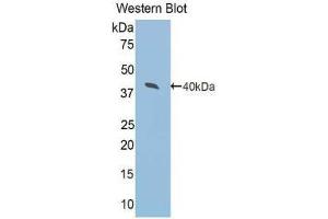 Western Blotting (WB) image for anti-Arginase, Type II (ARG2) (AA 23-354) antibody (ABIN1077838) (ARG2 antibody  (AA 23-354))