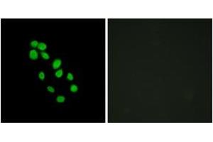 Immunofluorescence analysis of HepG2 cells, using IRX2 Antibody.