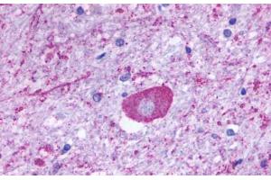 Anti-GPR137B / TM7SF1 antibody  ABIN1048720 IHC staining of human brain. (GPR137B antibody  (C-Term))