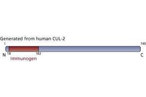 Image no. 1 for anti-Cullin 2 (CUL2) (AA 18-182) antibody (ABIN968173) (Cullin 2 antibody  (AA 18-182))