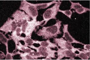 Immunofluorescence staining of HeLa cells. (BCAT1 antibody  (AA 213-335))