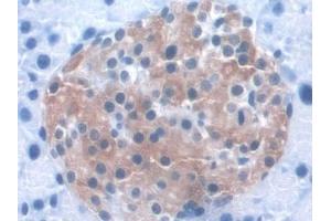 Detection of KIBRA in Mouse Pancreas Tissue using Polyclonal Antibody to Kidney And Brain Protein (KIBRA) (WWC1 antibody  (AA 847-1094))