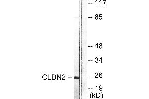 Western blot analysis of extracts from NIH/3T3 cells, using Claudin 2 antibody (#C0143).