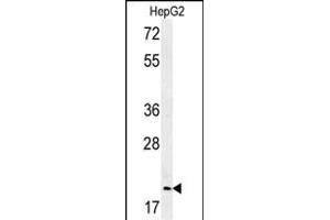 Western blot analysis of GMNN Antibody (Center ) (ABIN651420 and ABIN2840228) in HepG2 cell line lysates (35 μg/lane). (Geminin antibody  (AA 96-123))