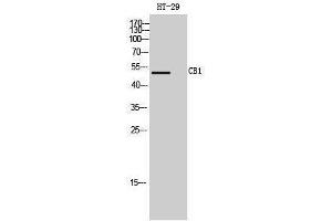Western Blotting (WB) image for anti-Cannabinoid Receptor 1 (CNR1) (Internal Region) antibody (ABIN3174206) (CNR1 antibody  (Internal Region))