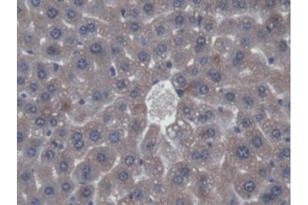 VWF antibody  (AA 1498-1665)