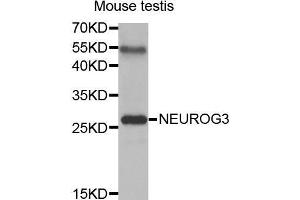 Western Blotting (WB) image for anti-Neurogenin 3 (NEUROG3) (AA 1-83) antibody (ABIN3016654) (Neurogenin 3 antibody  (AA 1-83))