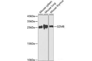 Western blot analysis of extracts of various cell lines using GZMB Polyclonal Antibody at dilution of 1:1000. (GZMB antibody)