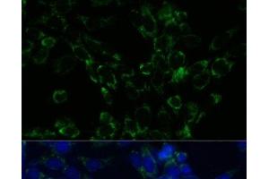 Immunofluorescence (IF) image for anti-Glutamate Dehydrogenase 1 (GLUD1) antibody (ABIN7263621)