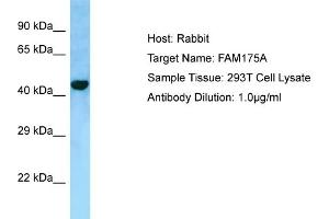 Host: RabbitTarget Name: FAM175AAntibody Dilution: 1. (CCDC98 antibody  (C-Term))