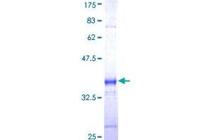 F2RL3 Protein (AA 18-82) (GST tag)