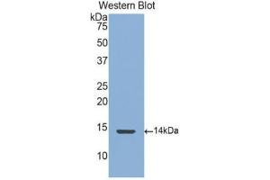 Western Blotting (WB) image for anti-Connective Tissue Growth Factor (CTGF) (AA 248-349) antibody (ABIN1171934) (CTGF antibody  (AA 248-349))