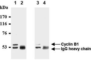 Western Blotting (WB) image for anti-Cyclin B1 (CCNB1) antibody (ABIN1106867) (Cyclin B1 antibody)