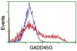 Image no. 2 for anti-Growth Arrest and DNA-Damage-Inducible, gamma (GADD45G) antibody (ABIN1497602) (GADD45G antibody)