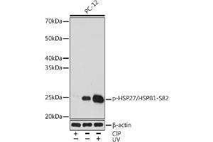 Western blot analysis of extracts of PC-12 cells, using Phospho-HSP27/HSPB1-S82 Rabbit mAb (ABIN7267571) at 1:1000 dilution.