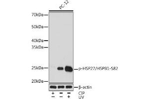 Western blot analysis of extracts of PC-12 cells, using Phospho-HSP27/HSPB1-S82 Rabbit mAb (ABIN7267571) at 1:1000 dilution. (HSP27 antibody  (pSer82))