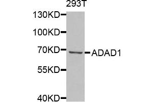 Western blot analysis of extracts of 293T cells, using ADAD1 antibody. (ADAD1 antibody)
