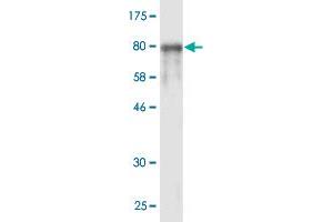 Western Blot detection against Immunogen (85. (STIP1 antibody  (AA 1-543))