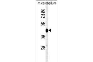 Western blot analysis of SGTB Antibody in mouse cerebellum tissue lysates (35ug/lane) (SGTB antibody  (N-Term))