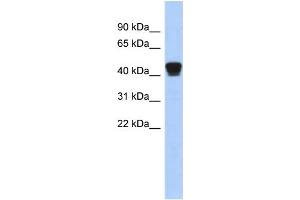 WB Suggested Anti-TXNDC4 Antibody Titration: 0. (ERP44 antibody  (Middle Region))