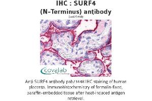 Image no. 2 for anti-Surfeit 4 (SURF4) (N-Term) antibody (ABIN1739779) (Surfeit 4 antibody  (N-Term))