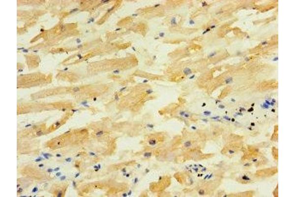 ALG5 antibody  (AA 29-324)