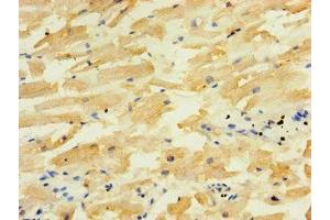 Immunohistochemistry of paraffin-embedded human heart tissue using ABIN7150611 at dilution of 1:100 (ALG5 antibody  (AA 29-324))