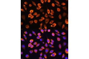 Immunofluorescence analysis of L929 cells using HSP Rabbit pAb (ABIN6128038, ABIN6142048, ABIN6142049 and ABIN6218200) at dilution of 1:100.