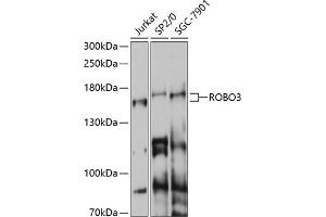 Western blot analysis of extracts of various cell lines, using ROBO3 antibody (ABIN7270111) at 1:1000 dilution. (ROBO3 antibody  (AA 1-147))
