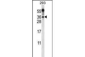BEND6 Antibody (C-term) (ABIN656518 and ABIN2845788) western blot analysis in 293 cell line lysates (35 μg/lane). (BEND6 antibody  (C-Term))