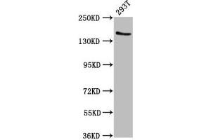 Western Blot Positive WB detected in: 293T whole cell lysate All lanes: EPRS antibody at 7. (EPRS antibody  (AA 1207-1399))