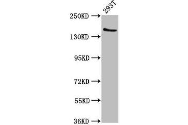 EPRS antibody  (AA 1207-1399)