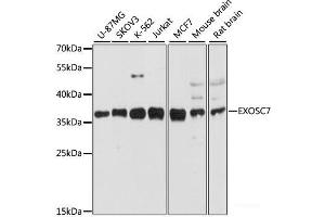 Western blot analysis of extracts of various cell lines using EXOSC7 Polyclonal Antibody at dilution of 1:3000.