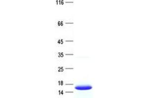 Validation with Western Blot (BSPH1 Protein (His tag))