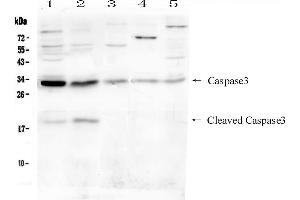 Western blot analysis of Caspase-3 (P17)  using anti- Caspase-3 (P17)  antibody . (Caspase 3 antibody  (N-Term))
