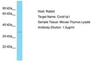 Image no. 1 for anti-Cyclin B1 Interacting Protein 1 (CCNB1IP1) (N-Term) antibody (ABIN6750400) (CCNB1IP1 antibody  (N-Term))