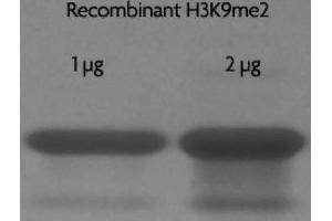 Recombinant Histone H3 dimethyl Lys9 analyzed by SDS-PAGE gel. (Histone 3 Protein (H3) (H3K9me2))