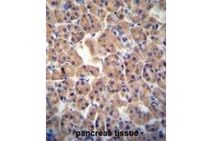 ATPBD3 antibody (Center) immunohistochemistry analysis in formalin fixed and paraffin embedded human pancreas tissue followed by peroxidase conjugation of the secondary antibody and DAB staining.