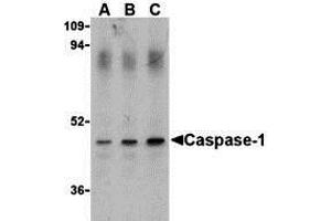 Western Blotting (WB) image for anti-Caspase 1 (CASP1) (Middle Region) antibody (ABIN1030897) (Caspase 1 antibody  (Middle Region))