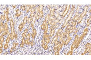 Detection of TBG in Mouse Kidney Tissue using Polyclonal Antibody to Thyroxine Binding Globulin (TBG) (SERPINA7 antibody  (AA 127-393))