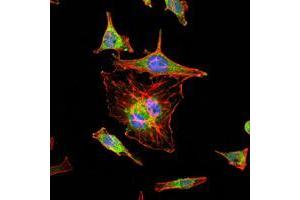 Immunofluorescence analysis of Hela cells using HIF1A mouse mAb (green). (HIF1A antibody)