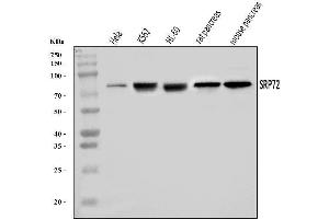 Western blot analysis of SRP72 using anti-SRP72 antibody (ABIN7601648).
