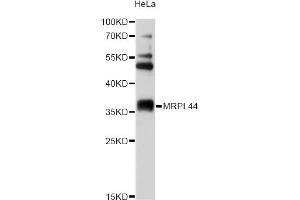 Western blot analysis of extracts of HeLa cells, using MRPL44 antibody (ABIN5972856) at 1/2000 dilution. (MRPL44 antibody)