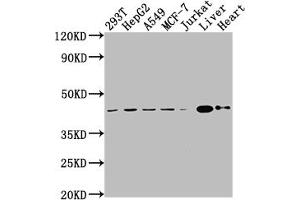 Western Blot Positive WB detected in: 293T whole cell lysate, HepG2 whole cell lysate, A549 whole cell lysate, MCF-7 whole cell lysate, Jurkat whole cell lysate, Mouse liver tissue, Mouse heart tissue All lanes: AGTR2 antibody at 1:2000 Secondary Goat polyclonal to rabbit IgG at 1/50000 dilution Predicted band size: 42 kDa Observed band size: 42 kDa (Recombinant Angiotensin II Type 2 Receptor antibody)