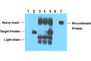 Immunoprecipitation analysis of Lane 1: Untransfected 293 cell lysate, Lane 2: Transfected 293 cell lysate with V5-tag fusion protein, Lane 3: IP (untransfected 293 + V5 tag monoclonal antibody, clone 3C8 + Protein G agarose) , Lane 4: IP (transfected 293 + normal Mouse IgG + Protein G agarose), Lane 5: IP (transfected 293 + V5 tag monoclonal antibody, clone 3C8 + Protein G agarose), Lane 6: IP (transfected 293 + Protein G agarose), Lane 7: Recombinant protein (E.